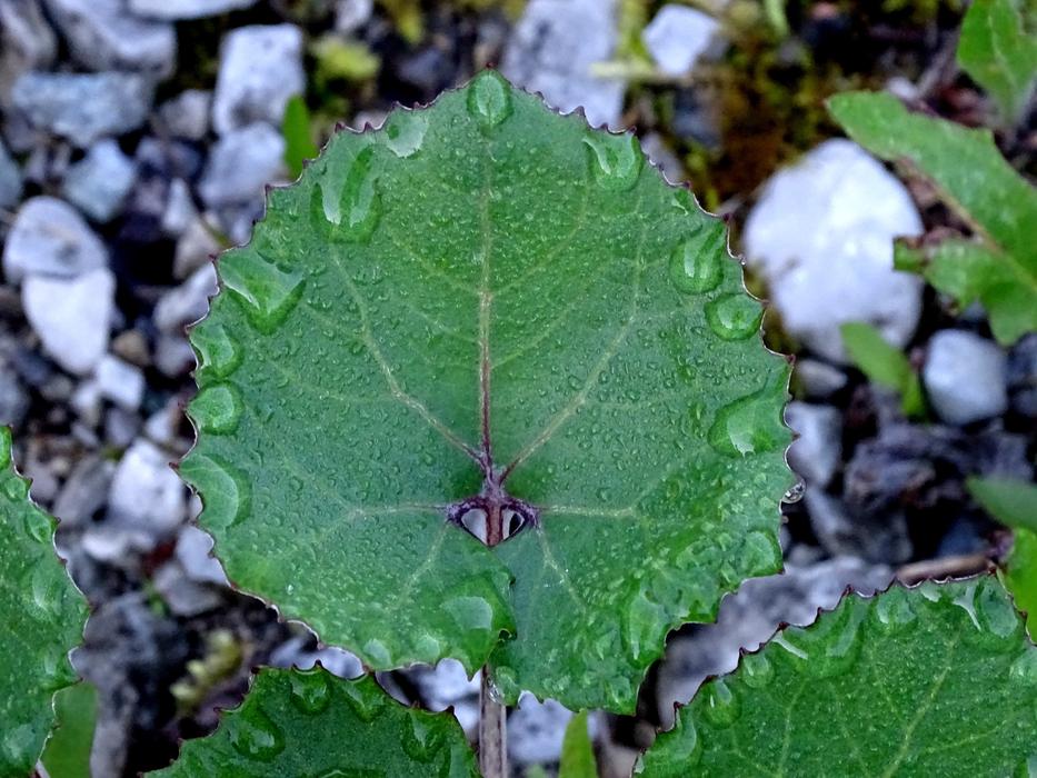 forest leaves in water drops