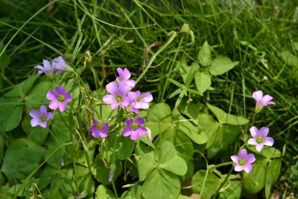 Flowers And Plants Clover