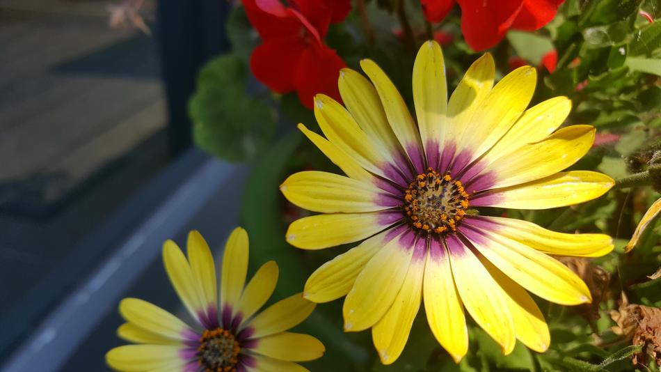 Spring Flowers The See Super