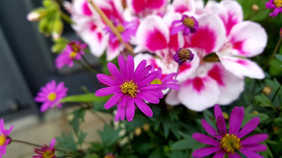 Spring Flowers
