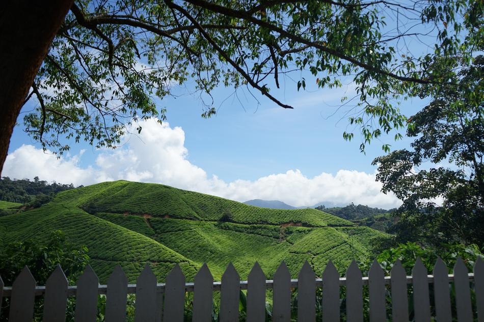 Tea Cameron Highland