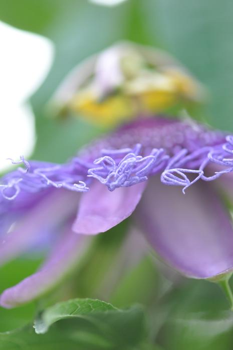violet flower blooms