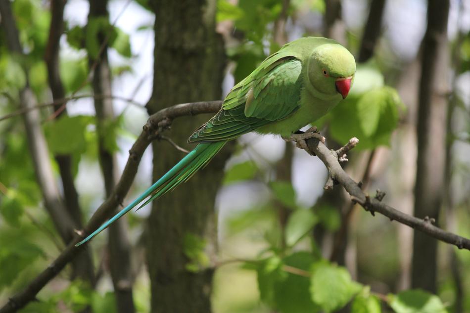 Parakeet Park