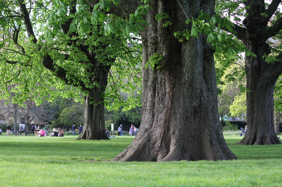 Tree Park