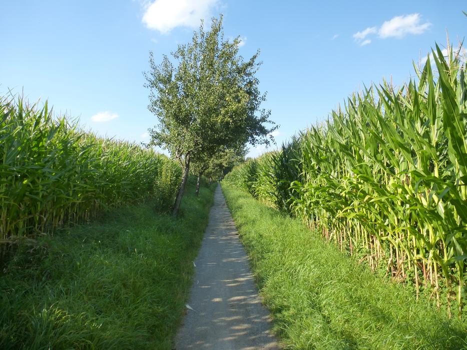 Corn Away Lane
