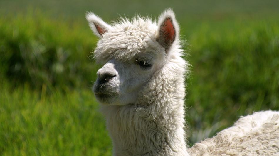 Portrait Alpaca