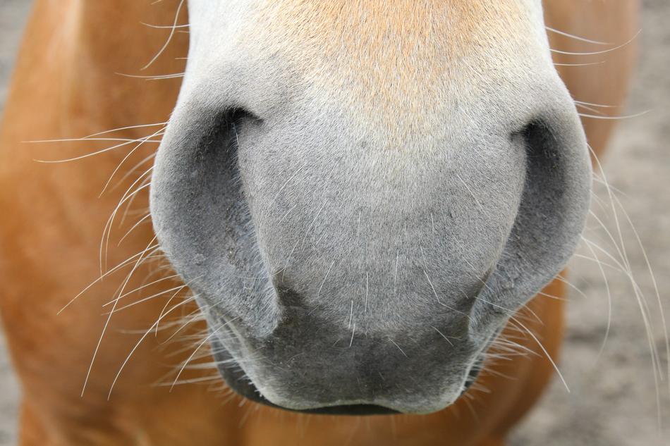 Horse Nostrils Nose