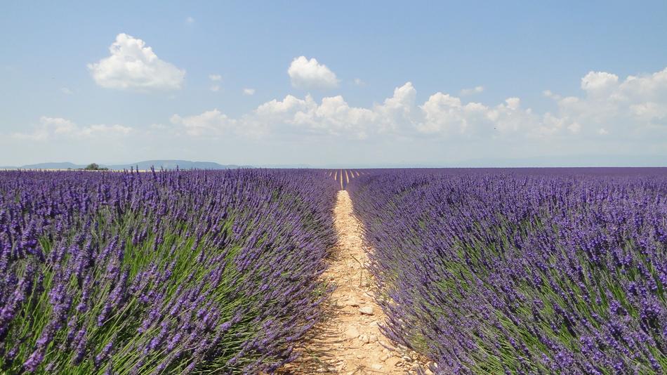 Lavende Flowers Lavender