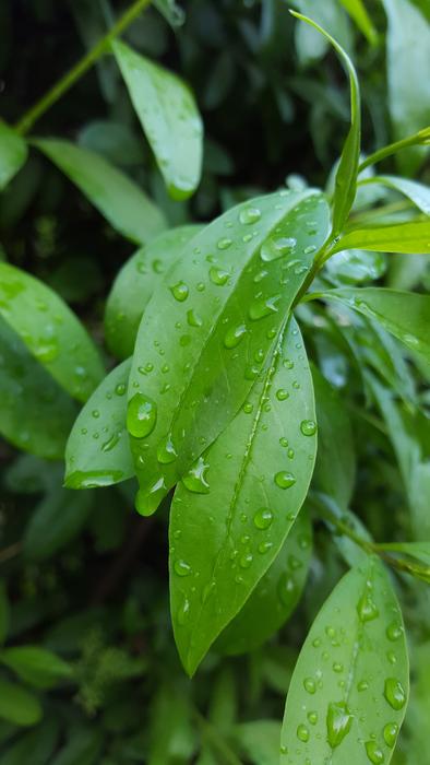 Leaf Drops