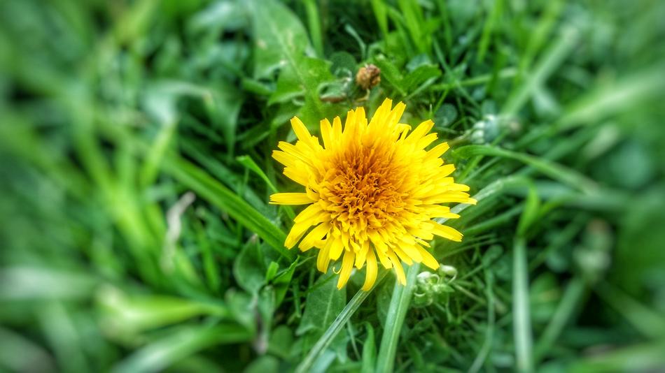 Dandelion Grass Photography
