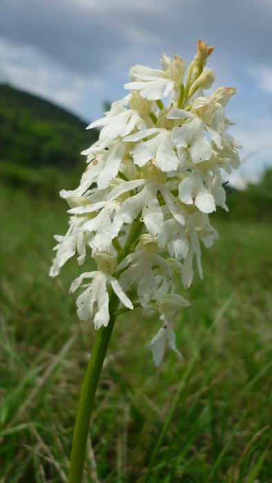 Orchis Purpurea Albino White