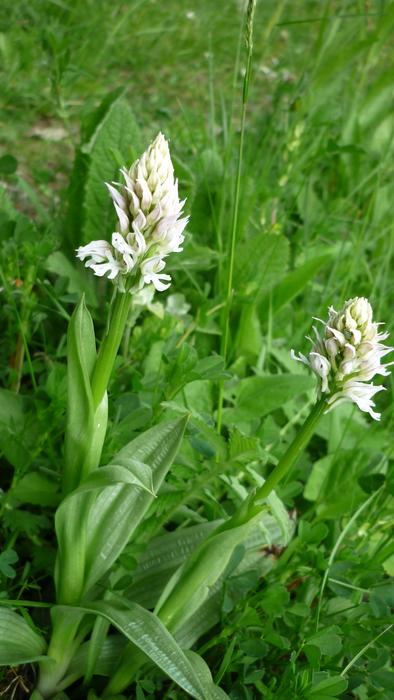 Orchis Tridentata Albino