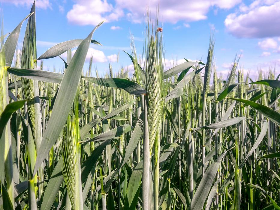 Corn On The Cob