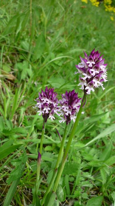 Orchis Ustulata Brand Boys Herb