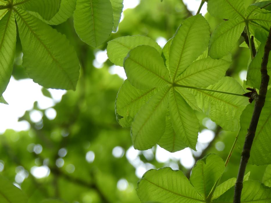 Leaf Green