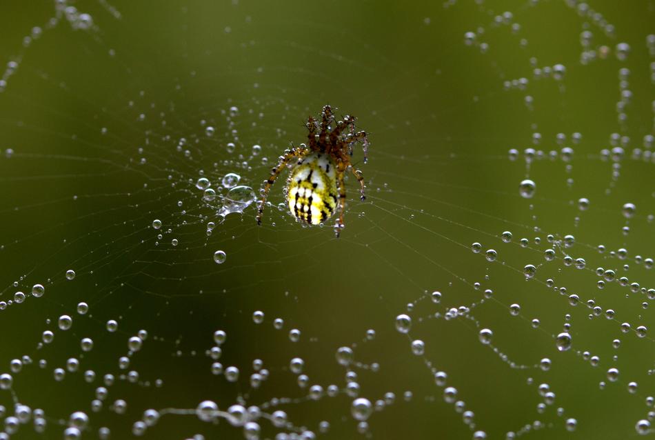 Spider Web Hooked