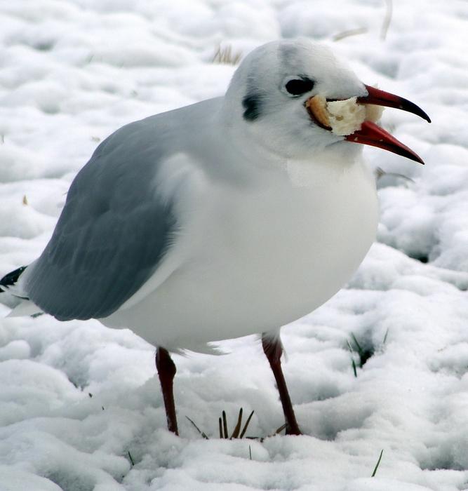 Gluttony Glutton Snow