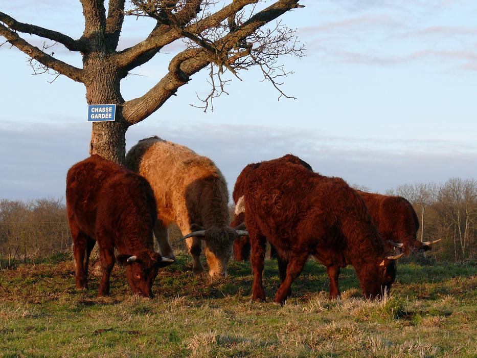 Herds Breeding Cattle