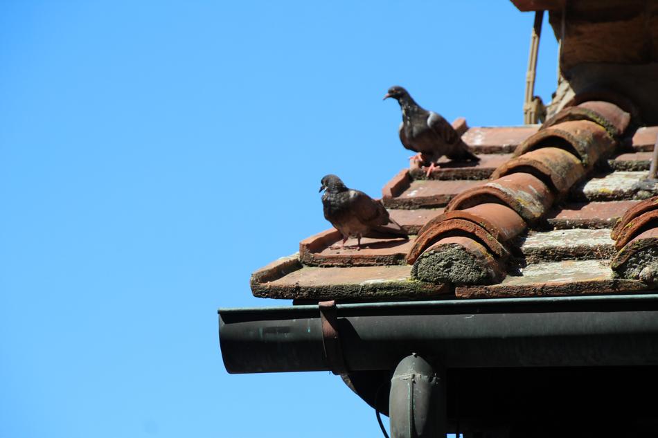 Dove Pigeons