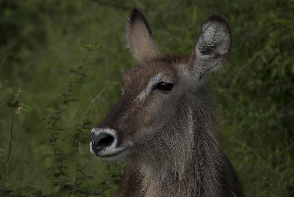 Buck Waterbuck
