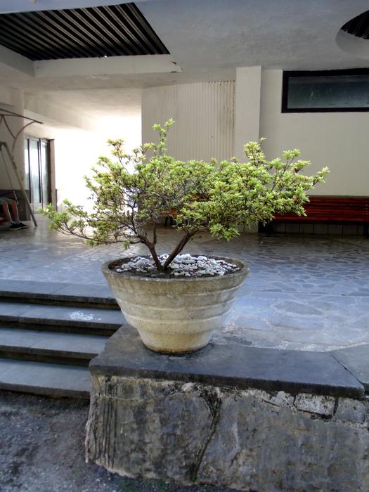 Boxwood Gagra