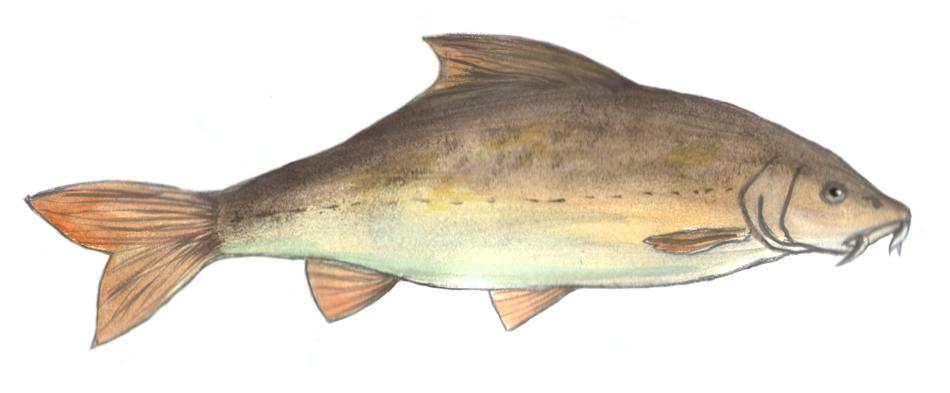 barbel fish painted