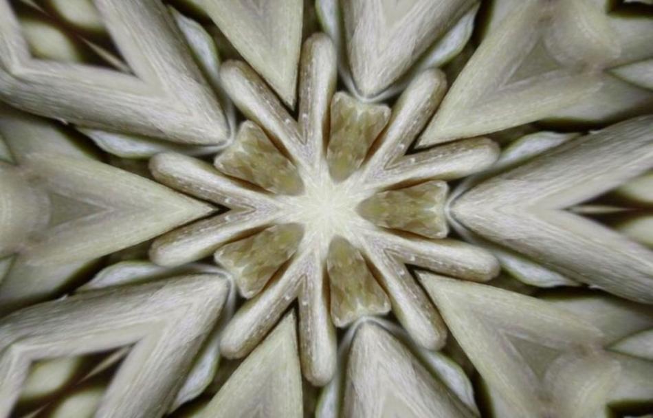 Sunflower Symmetry Kaleidoscope