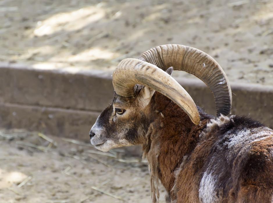 mountain goat with big horns
