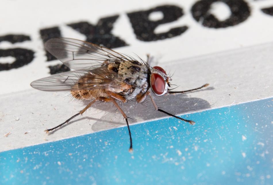 Fly Macro Close Up