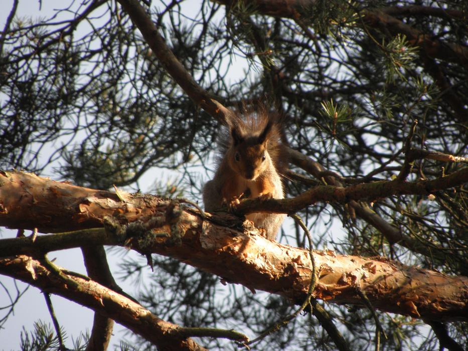 Squirrel Animal Tree