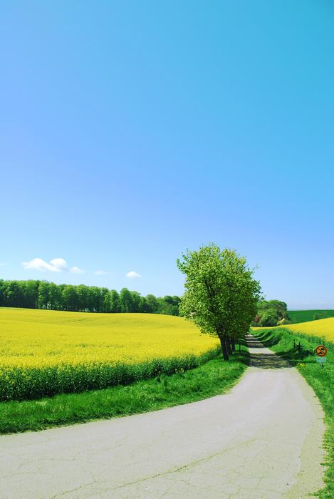 Canola Skåne Sweden