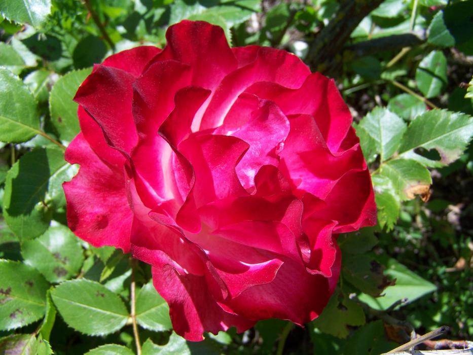 Rose Cherry Color Flower