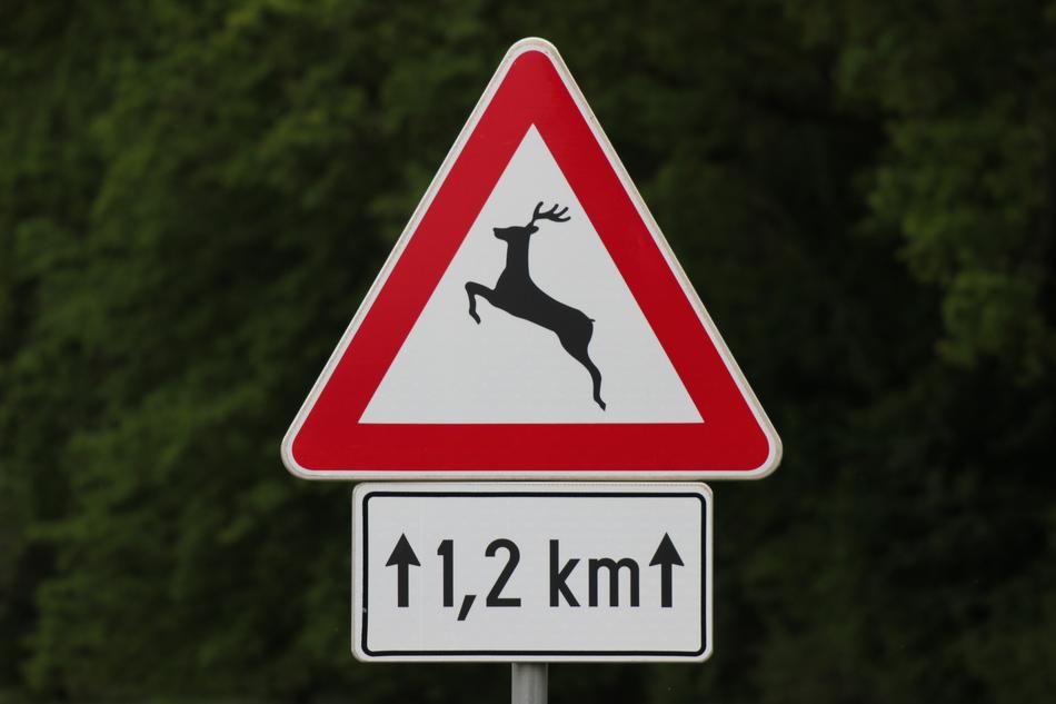Traffic Sign Deer On The Street