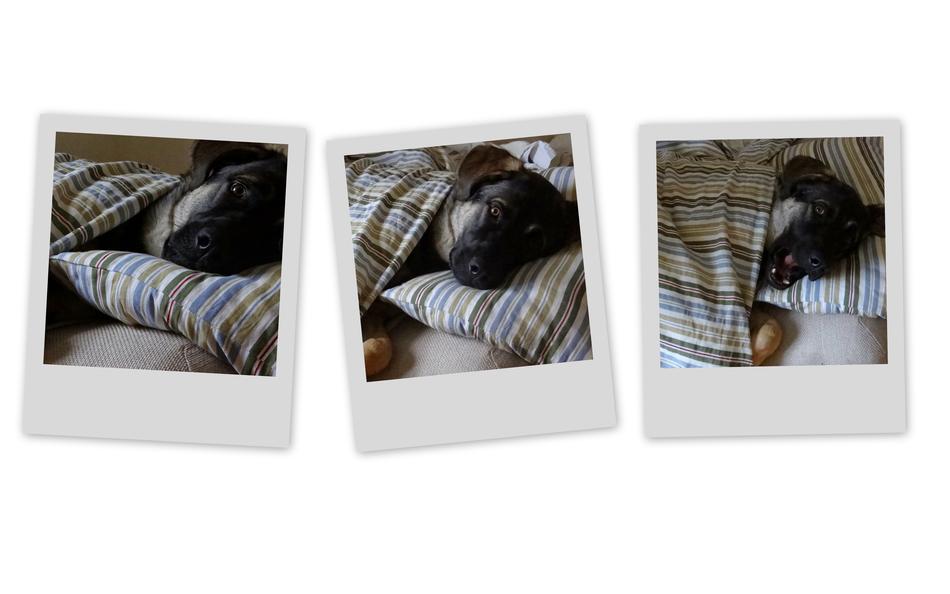 Dog Basil Doggy