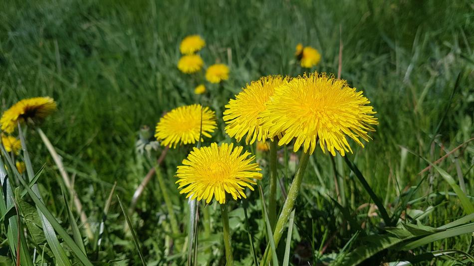Dandelion