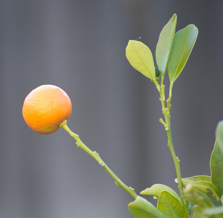 Fruit Orange Cumquat