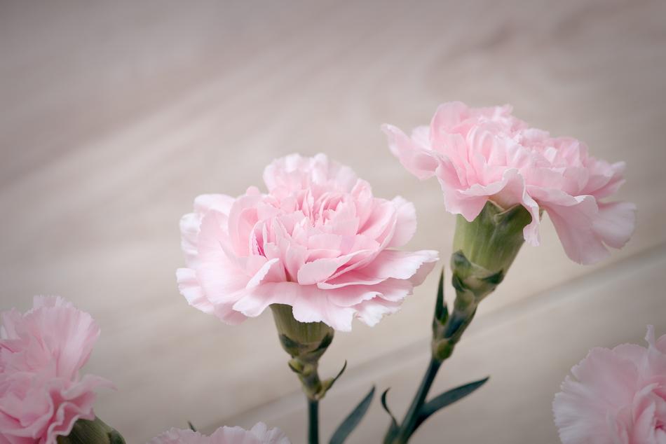 Cloves Pink Carnation