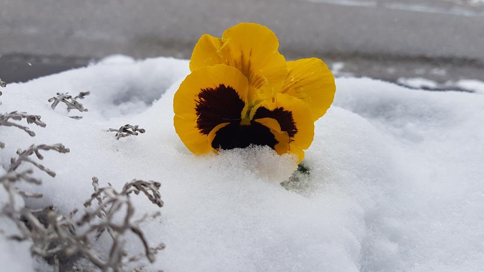 Violet Snow Altaussee