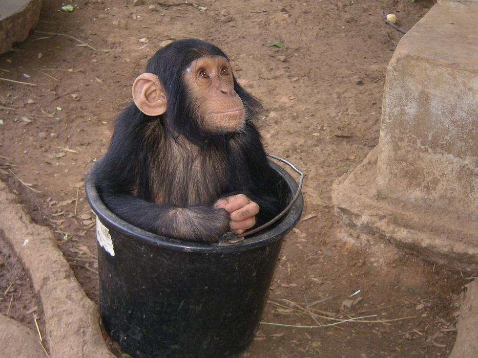 funny monkey sitting in a bucket