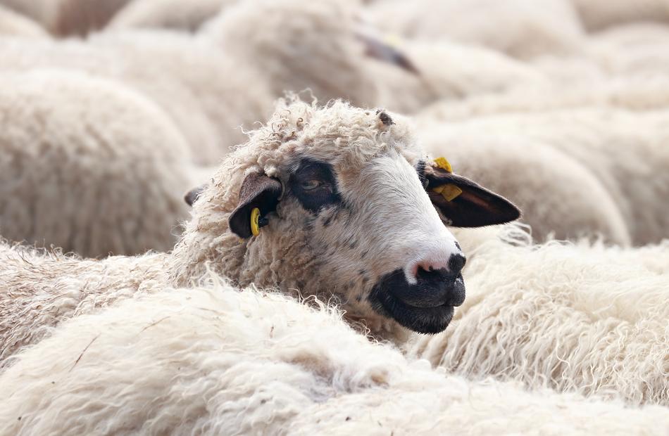 Sheep Flock Of Animals