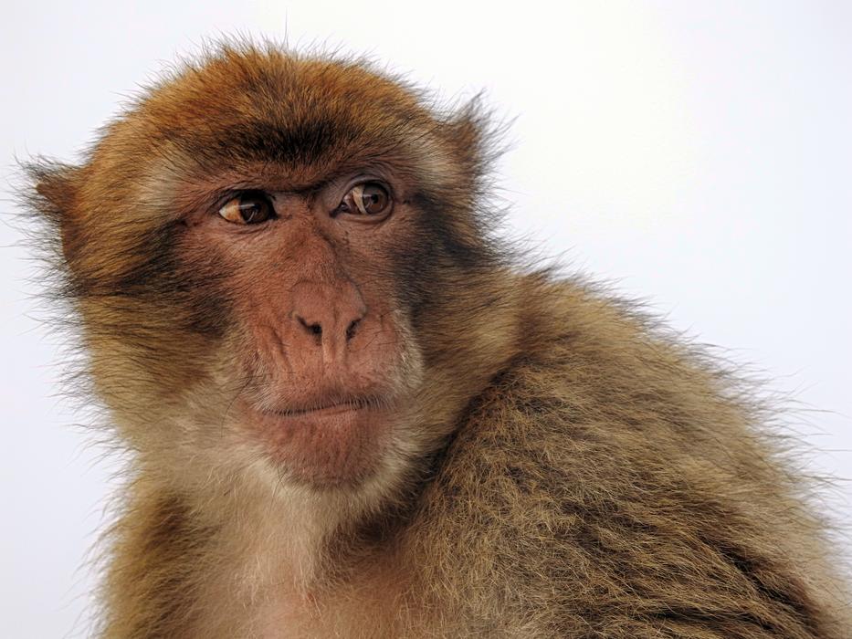 Macaque Ape Gibraltar