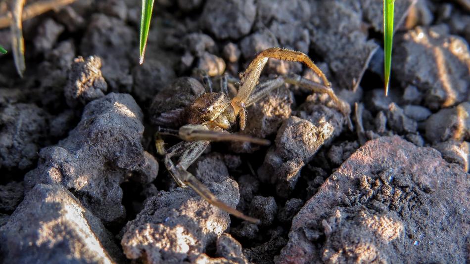 Spider Macro Arthropod