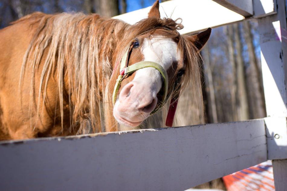 Horse