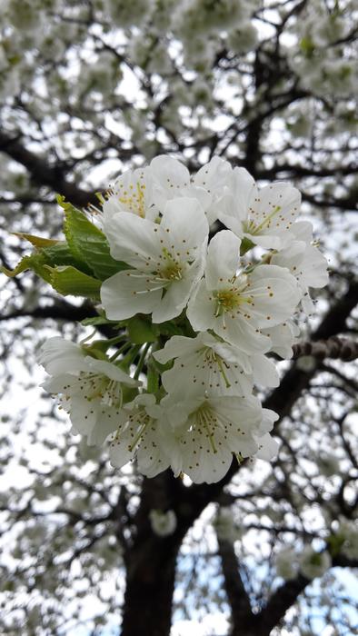 Cherry Blossom Spring White