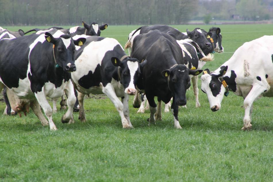 Cows Grass