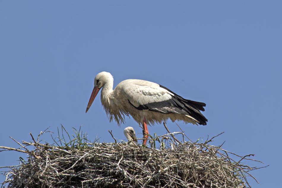 Young Stork Storchennest