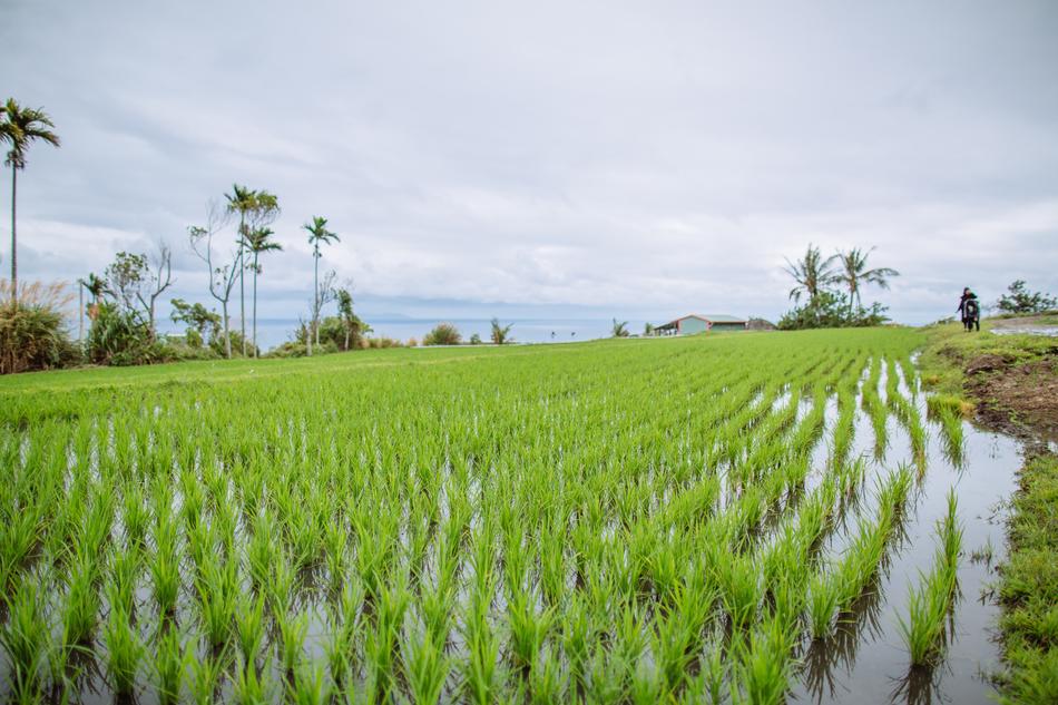 Field Rice view