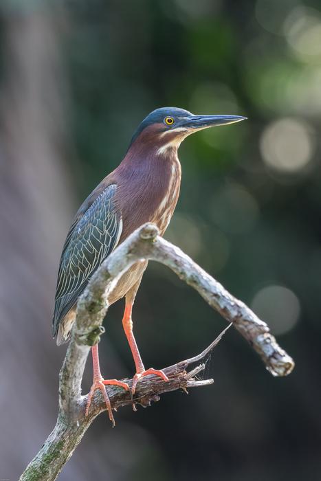 Green Heron Water Bird
