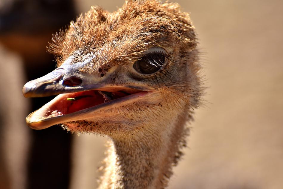 Bouquet Ostrich Farm Cute