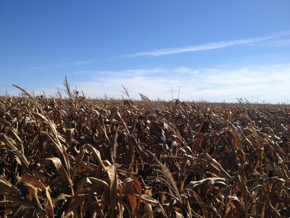 Corn Bsb